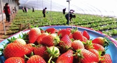 草莓采摘、貯藏的主要方式及注意事項(xiàng)