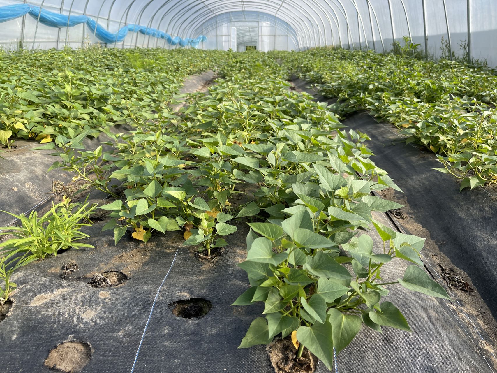 蔬菜有必要使用真空預冷機嗎？